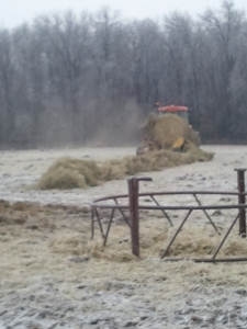 Unrolling a bale for the cows